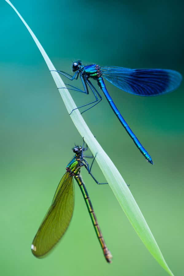 Blue Dragonfly, iridescent damselflies, slender blade of grass, SD Phone Wallpaper