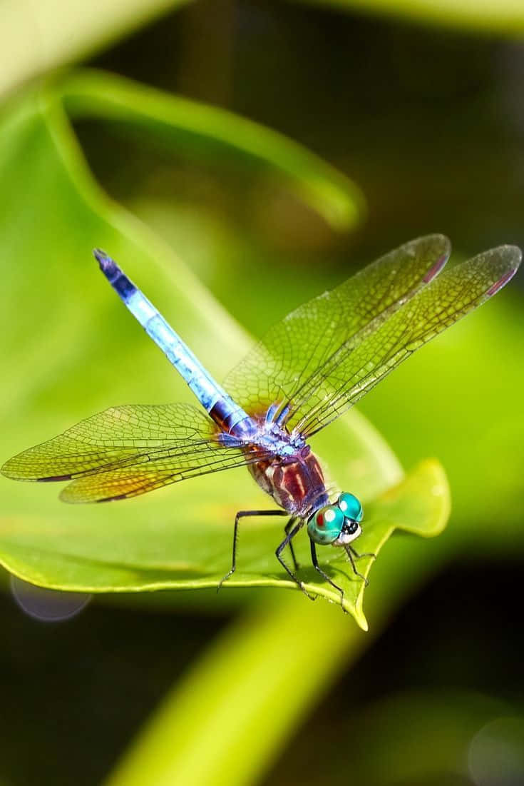 Blue Dragonfly, vibrant blue, iridescent green eyes, SD Phone Wallpaper