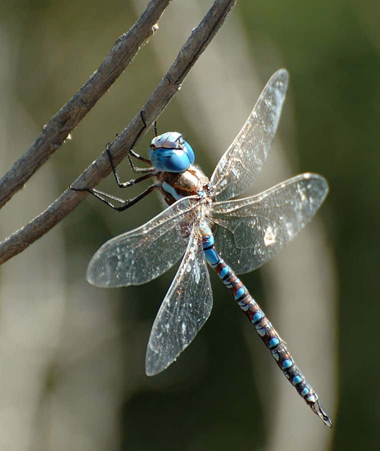 blue dragonfly, vibrant blue dragonfly, intricate wing veins, SD Phone Wallpaper