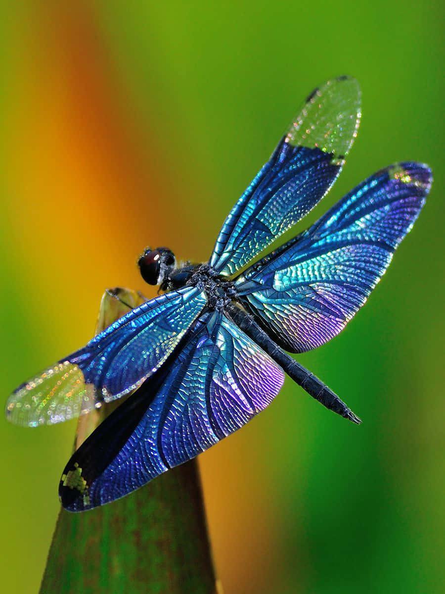 Blue Dragonfly, iridescent wings, green stem, SD Phone Wallpaper