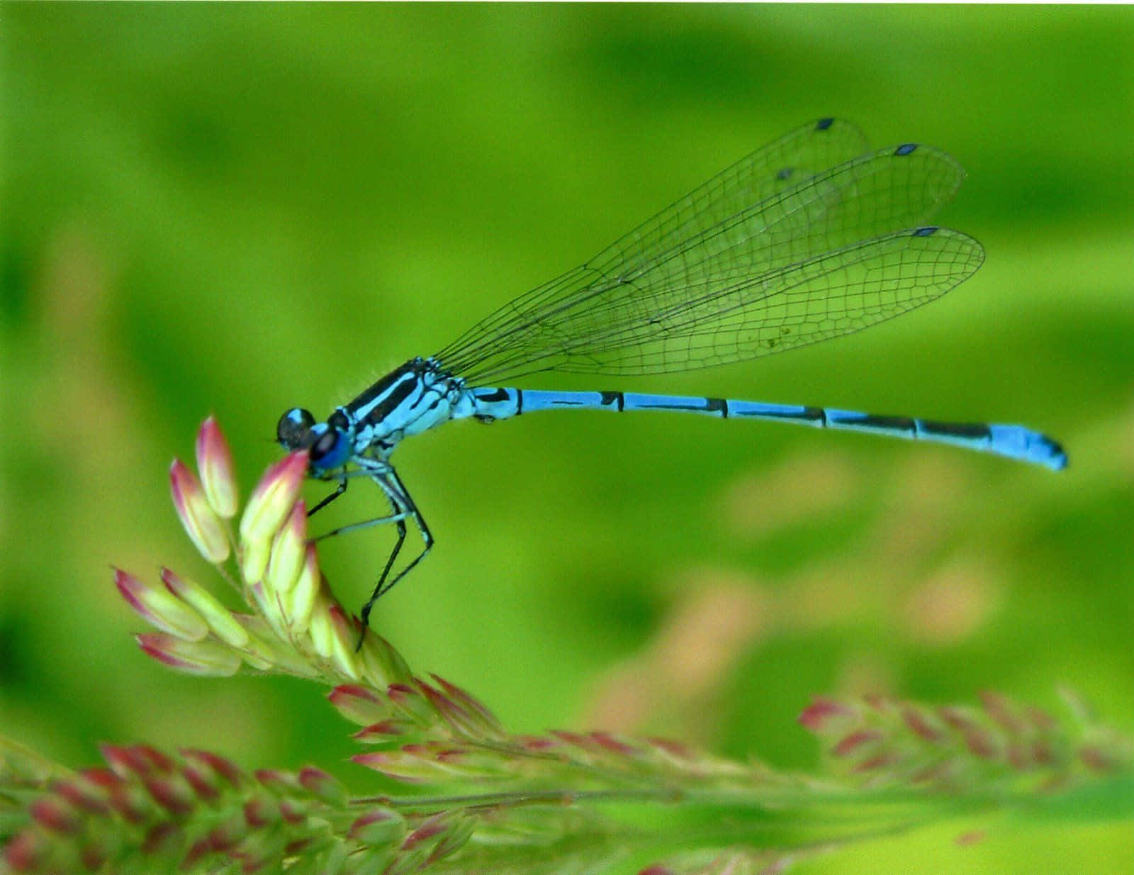 Blue Dragonfly, vibrant blue damselfly, green plant stem, HD Desktop Wallpaper