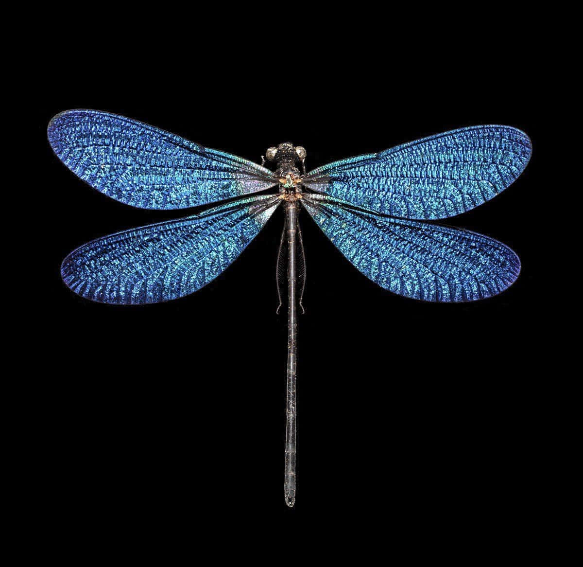 Blue Dragonfly, intricate wing patterns, pure black background, SD Desktop Wallpaper