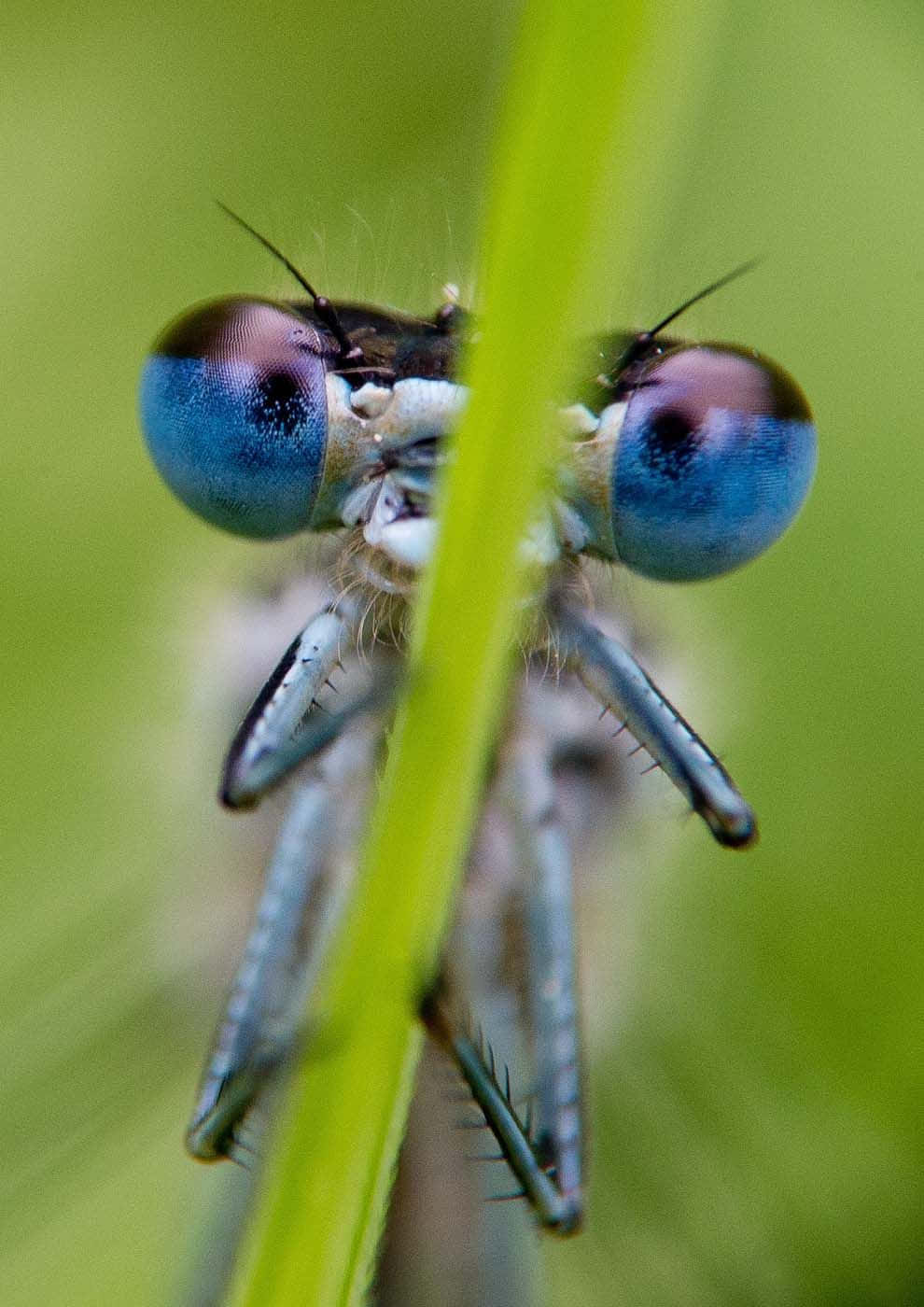blue dragonfly, vivid blue compound eyes, delicate legs, HD Phone Wallpaper