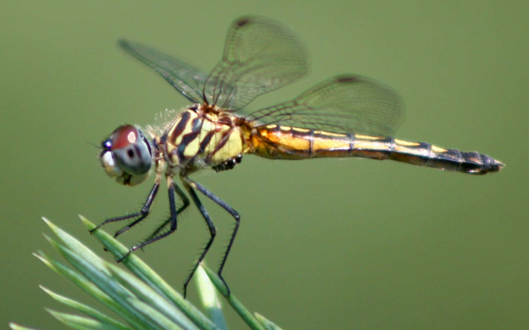 Blue Dragonfly, amber and black striped body, green pine needle, HD Desktop Wallpaper