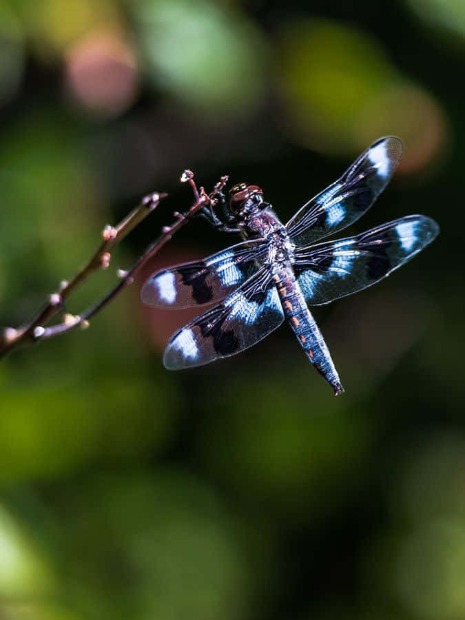 Blue Dragonfly, iridescent blue, black wings, SD Phone Wallpaper