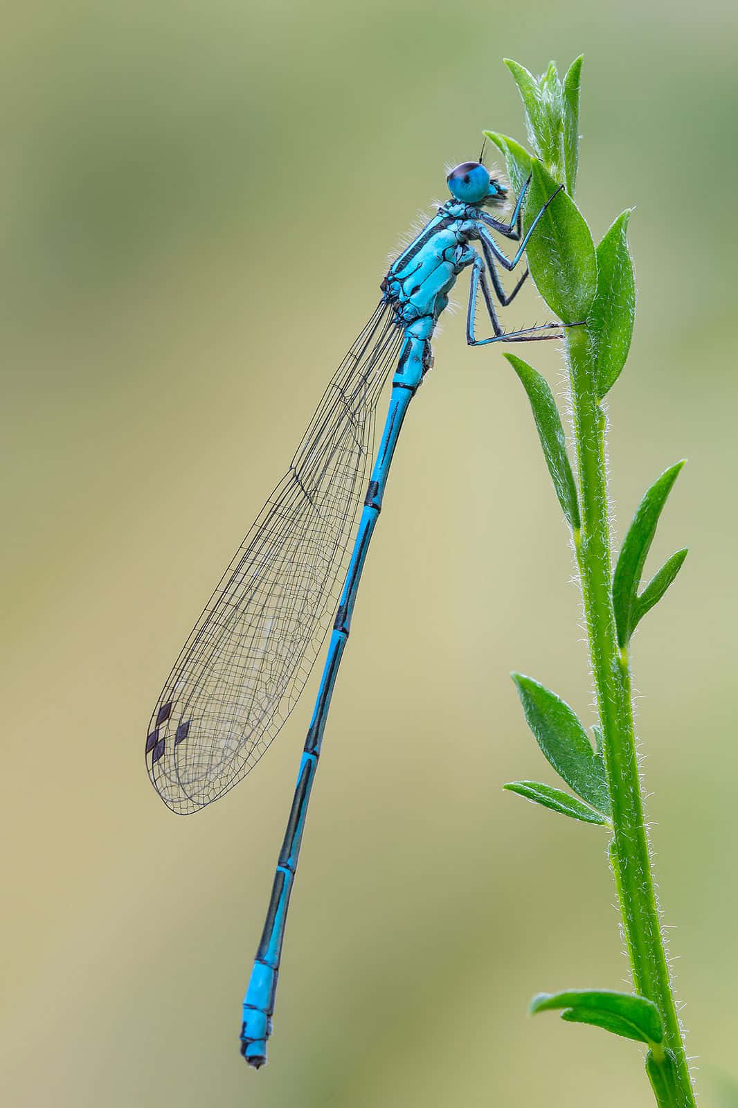 Blue Dragonfly, meadow, vibrant blue damselfly, HD Phone Wallpaper