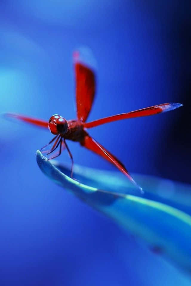 Blue Dragonfly, red dragonfly, blue leaf, SD Phone Wallpaper