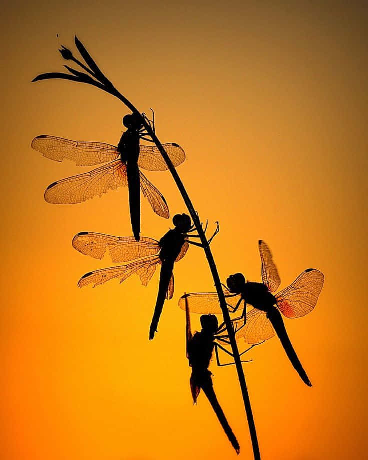 Blue Dragonfly, golden sunset, slender plant stem, SD Phone Wallpaper