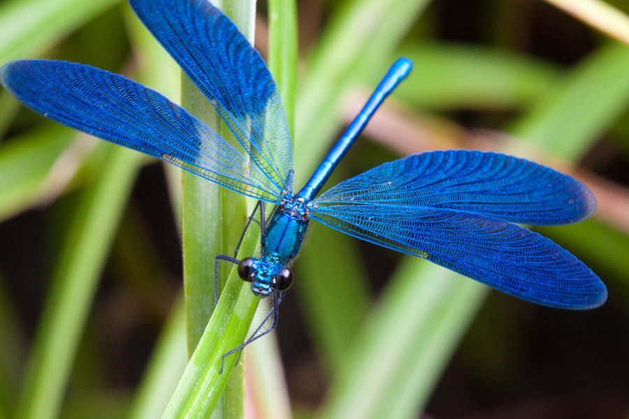 Blue Dragonfly, vibrant blue, green blade of grass, SD Desktop Wallpaper