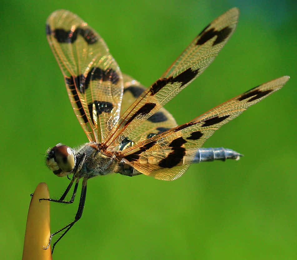 blue dragonfly, amber wings, black spots, SD Desktop Wallpaper