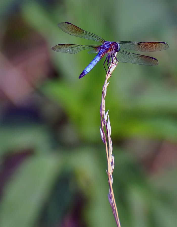 Blue Dragonfly, 701 x 900, blades of grass, SD Phone Wallpaper