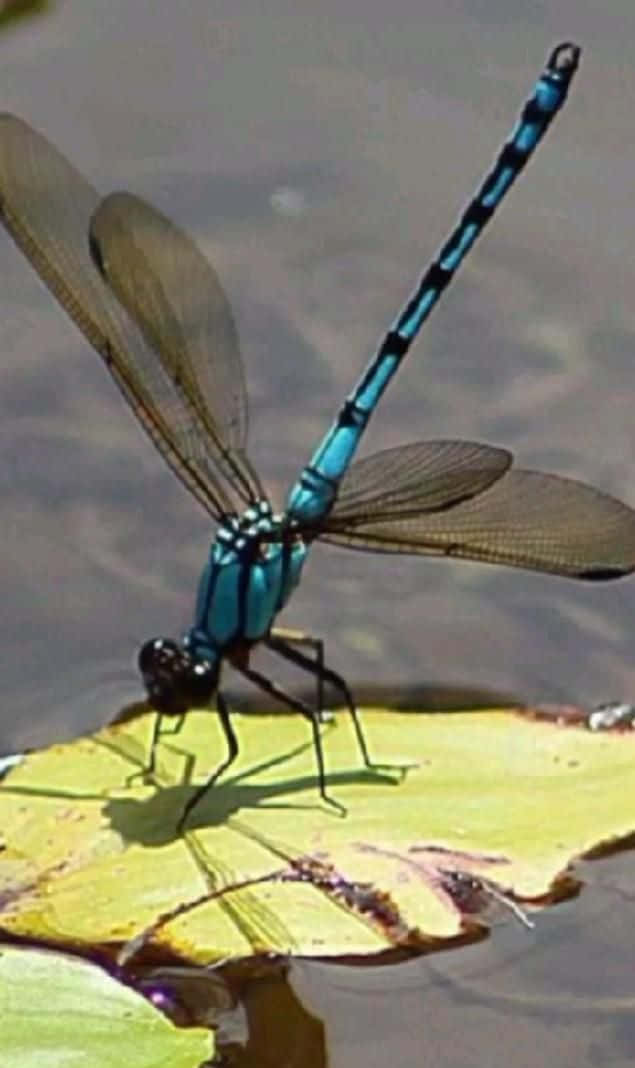 Blue Dragonfly, vibrant blue dragonfly, yellow lily pad, SD Phone Wallpaper