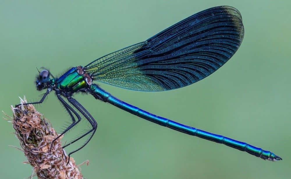 Blue Dragonfly, iridescent damselfly, dried plant stem, SD Desktop Wallpaper
