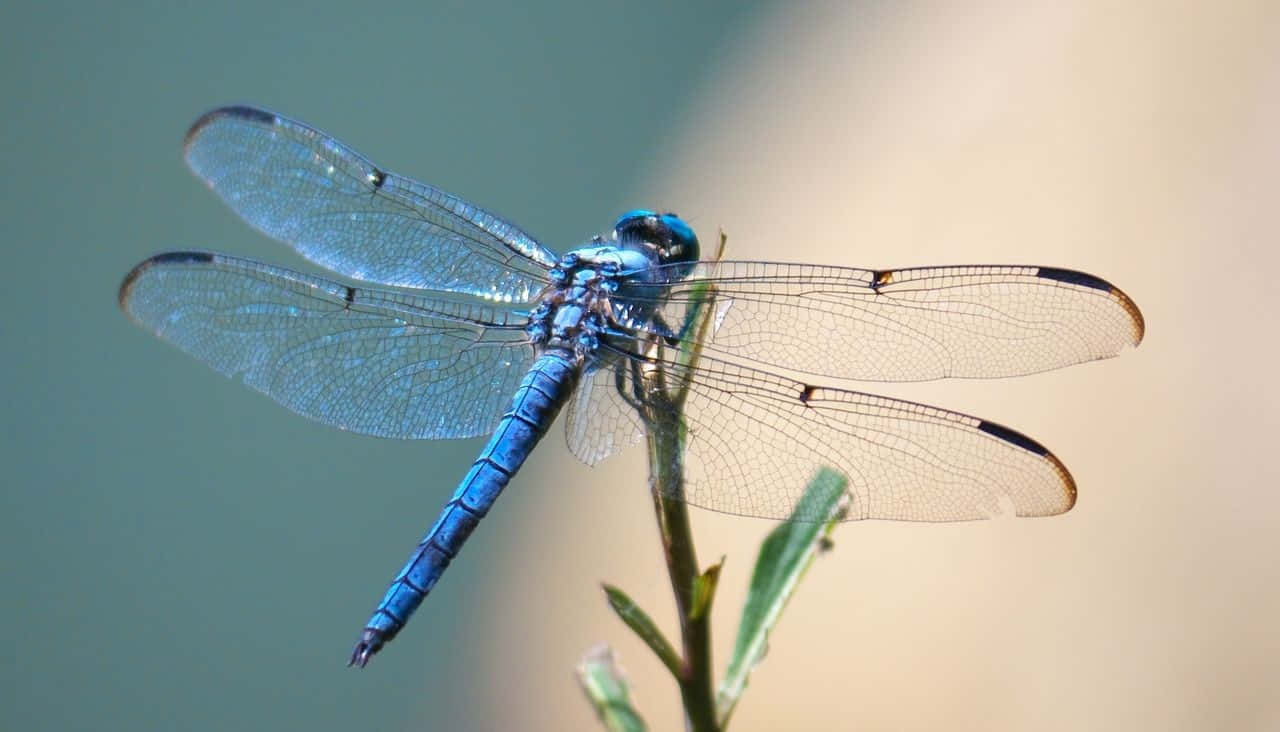 Blue Dragonfly, translucent wings, green stem, HD Desktop Wallpaper
