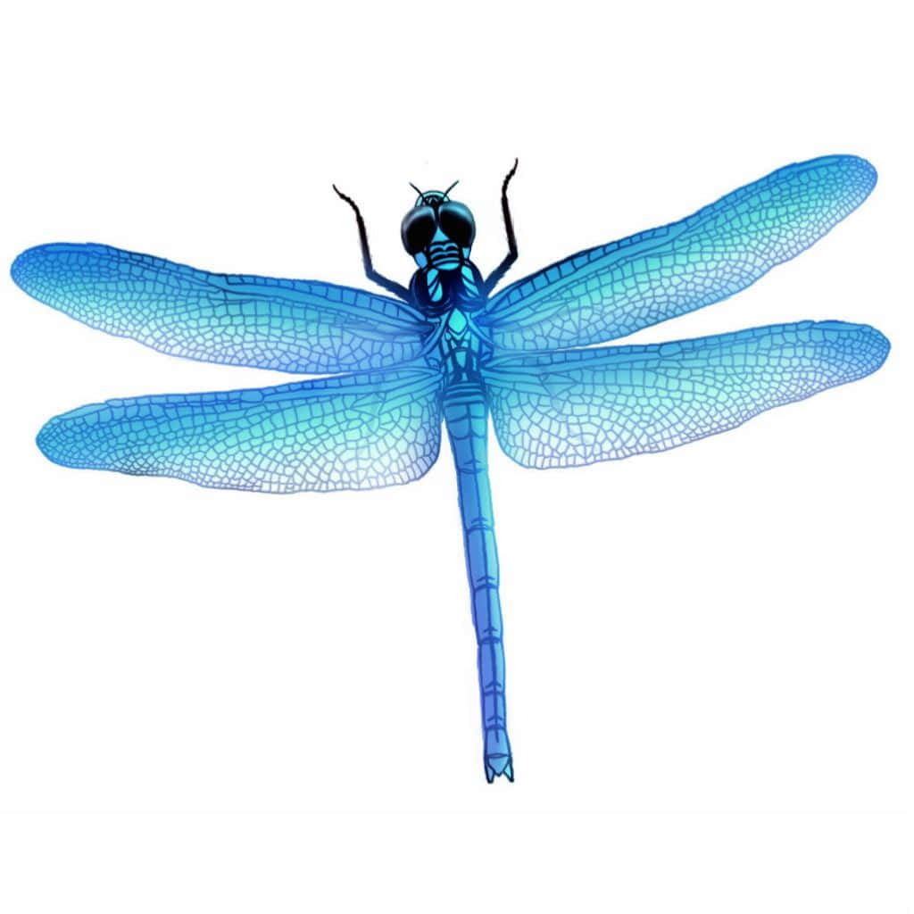 Blue Dragonfly, intricate wing veining, gradient hues, SD Desktop Wallpaper