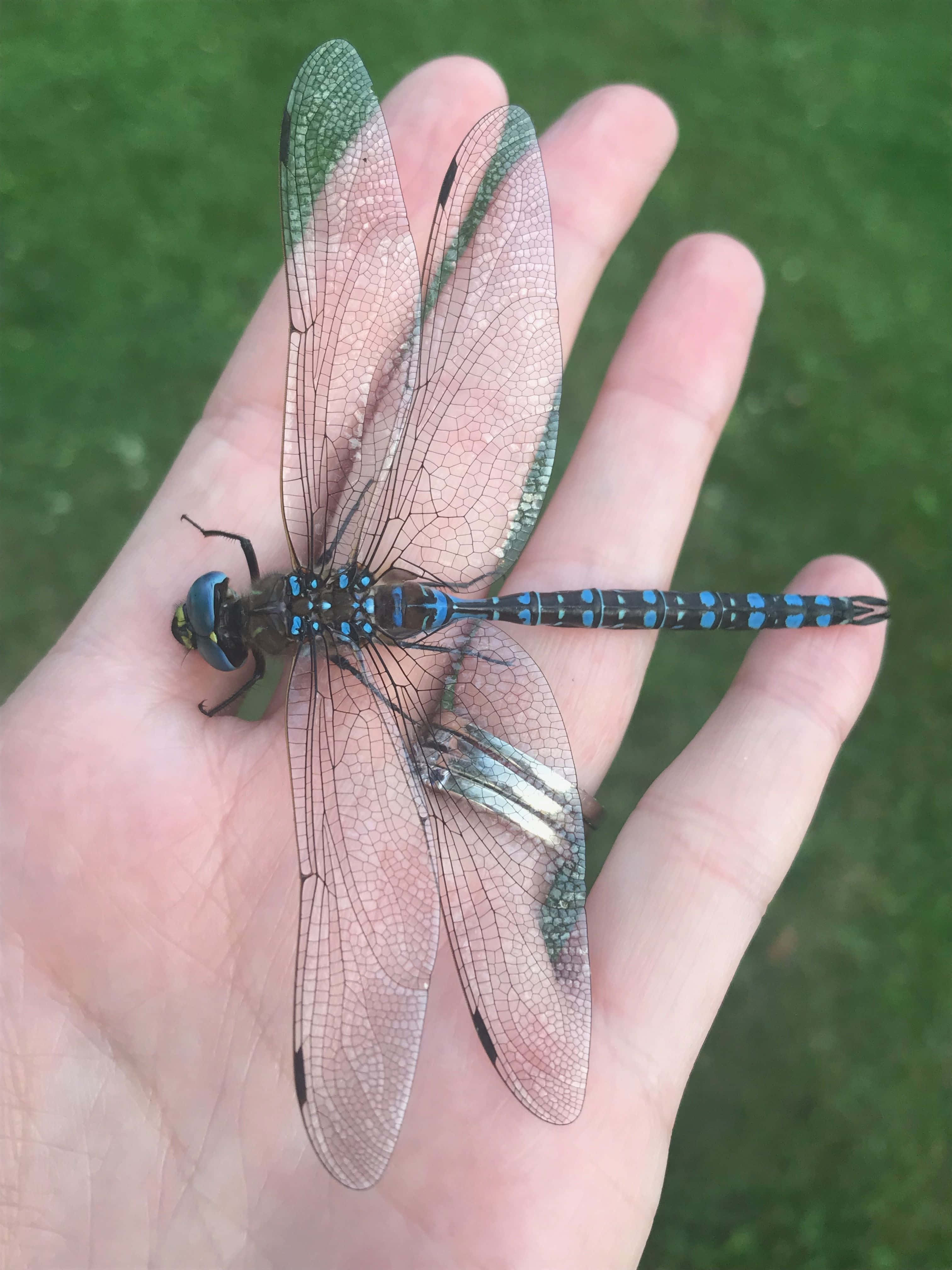 Blue Dragonfly, 3024 x 4032, blue and black dragonfly, 4K Phone Wallpaper