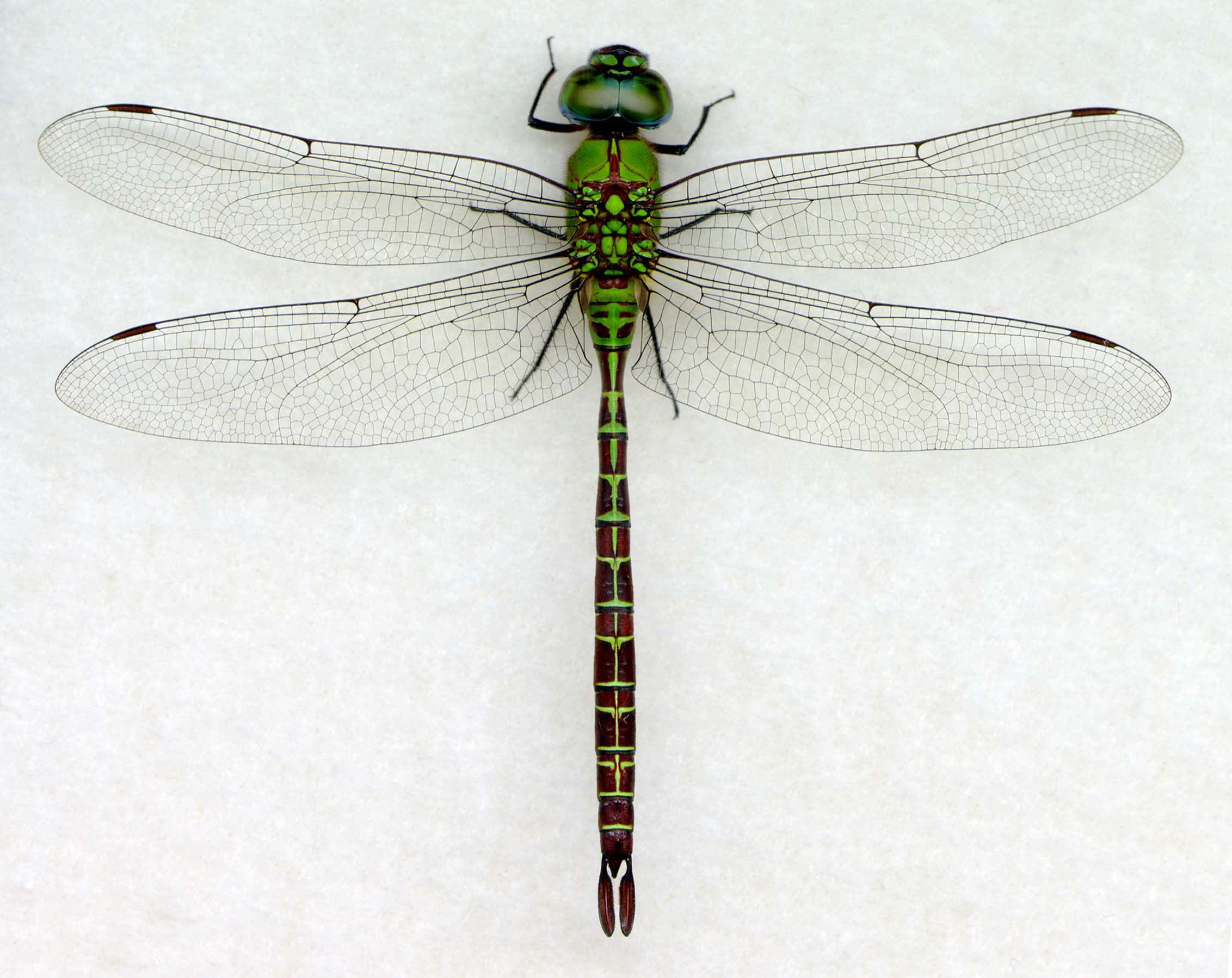 Blue Dragonfly, vibrant green, intricate wing veins, Full HD Desktop Wallpaper