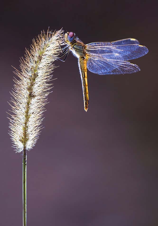 Blue Dragonfly, translucent blue wings, feathery grass stem, SD Phone Wallpaper