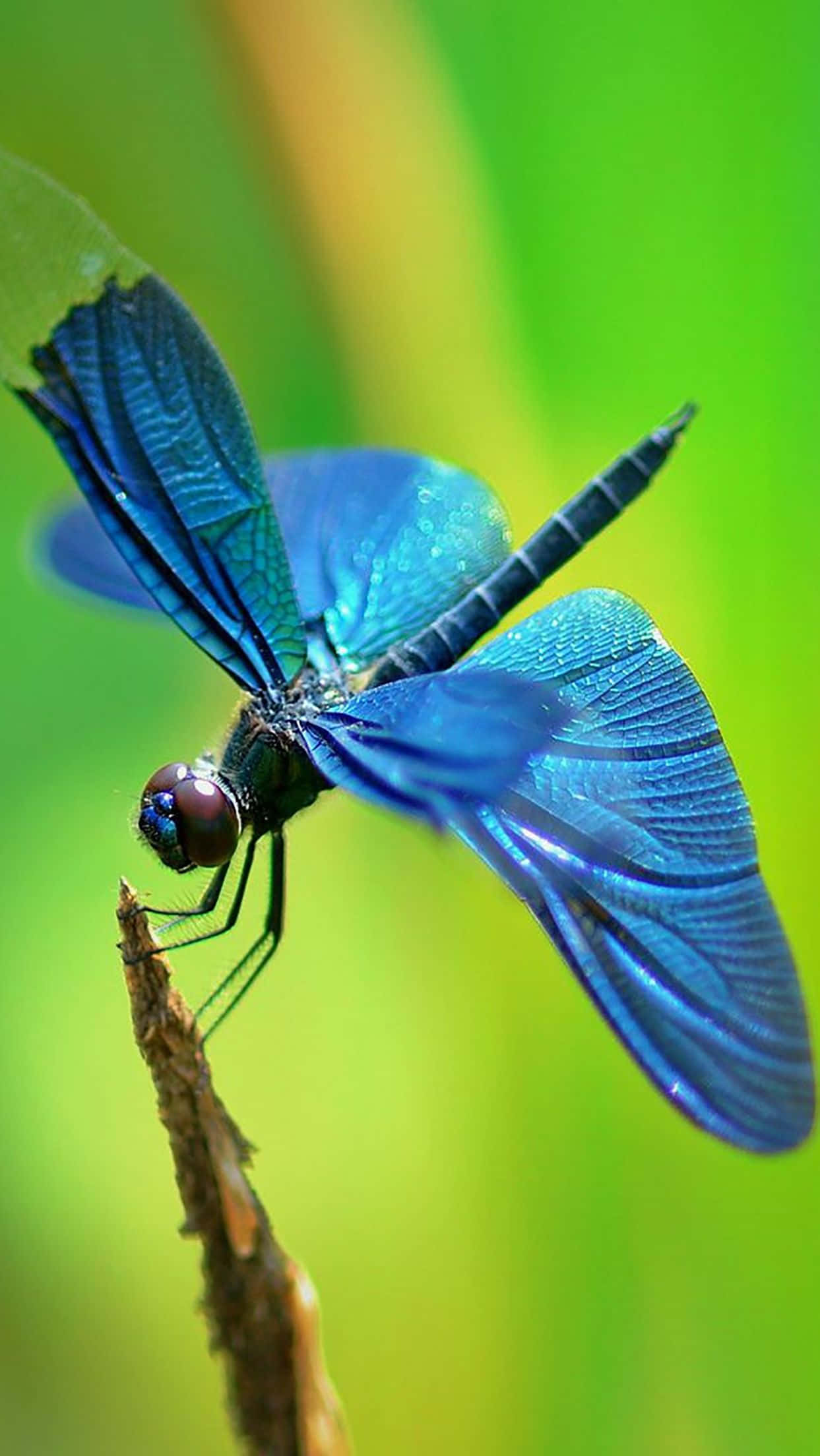 Blue Dragonfly, 1243 x 2208, vibrant blue, Full HD Phone Wallpaper