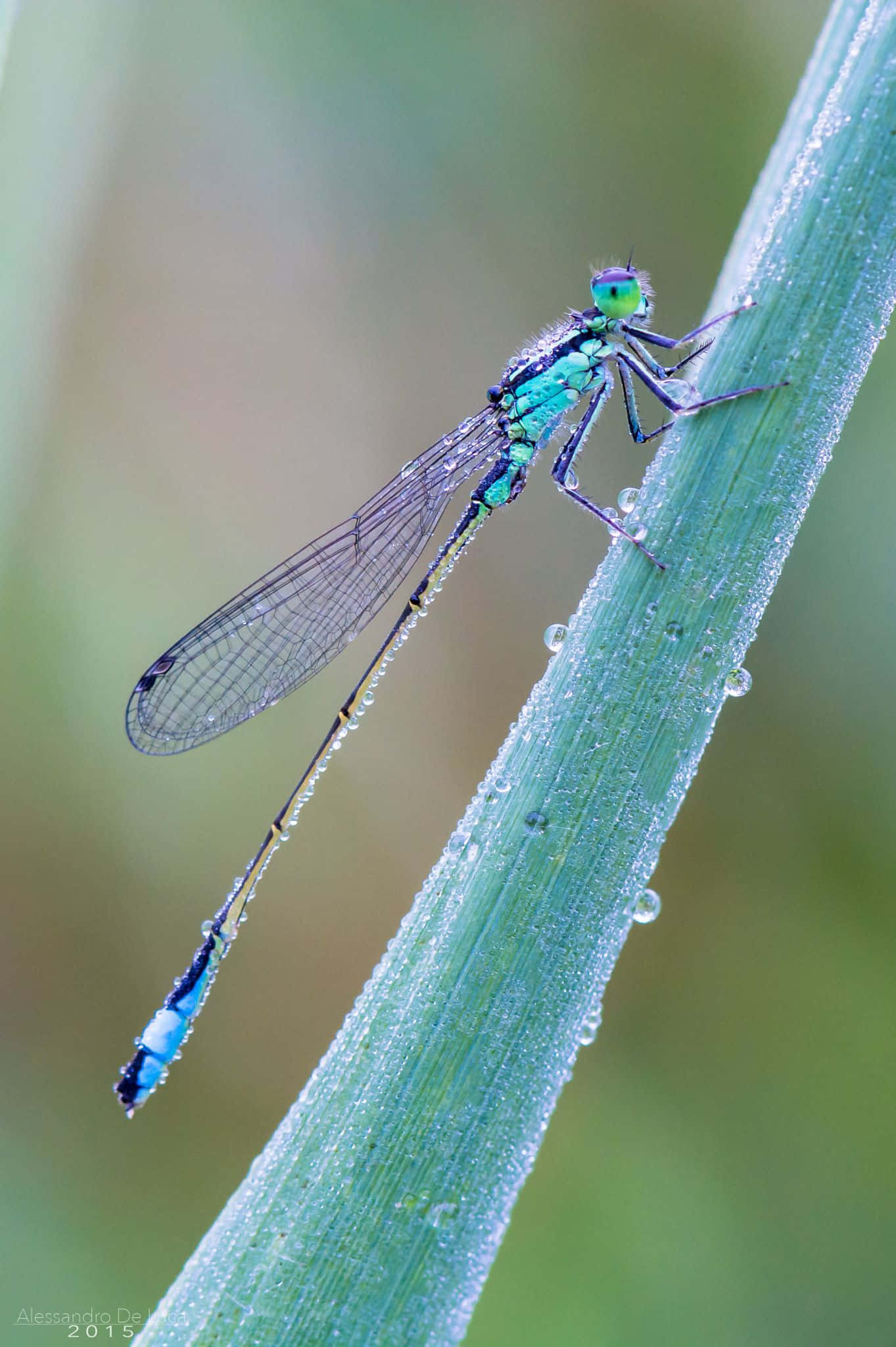 blue dragonfly, turquoise damselfly, dew-covered green stem, Full HD Phone Wallpaper