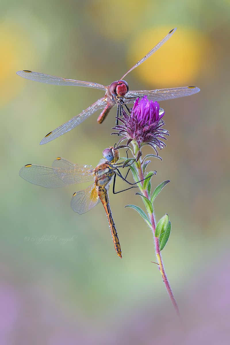 blue dragonfly, purple flower, soft blurred background, SD Phone Wallpaper