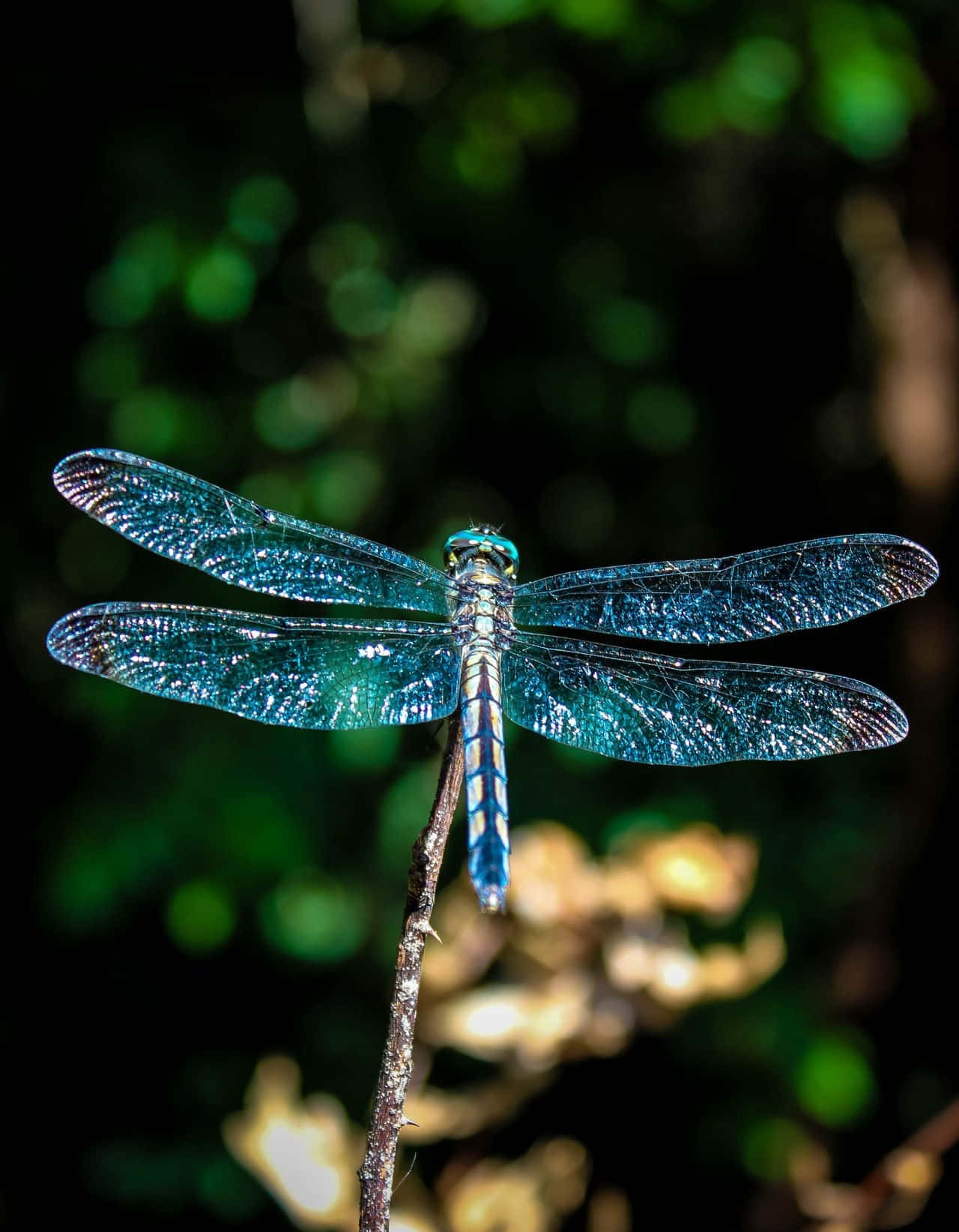 blue dragonfly, twig, soft green bokeh forest backdrop, HD Phone Wallpaper