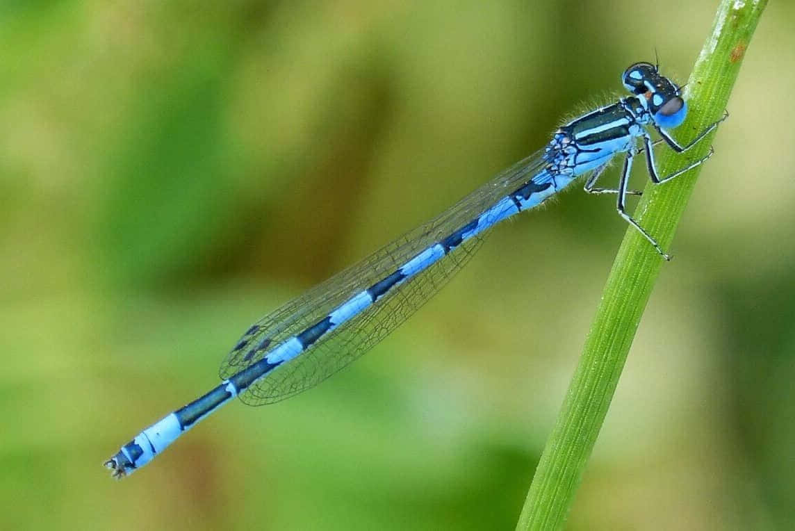 Blue Dragonfly, 1144 x 764, vibrant blue, SD Desktop Wallpaper