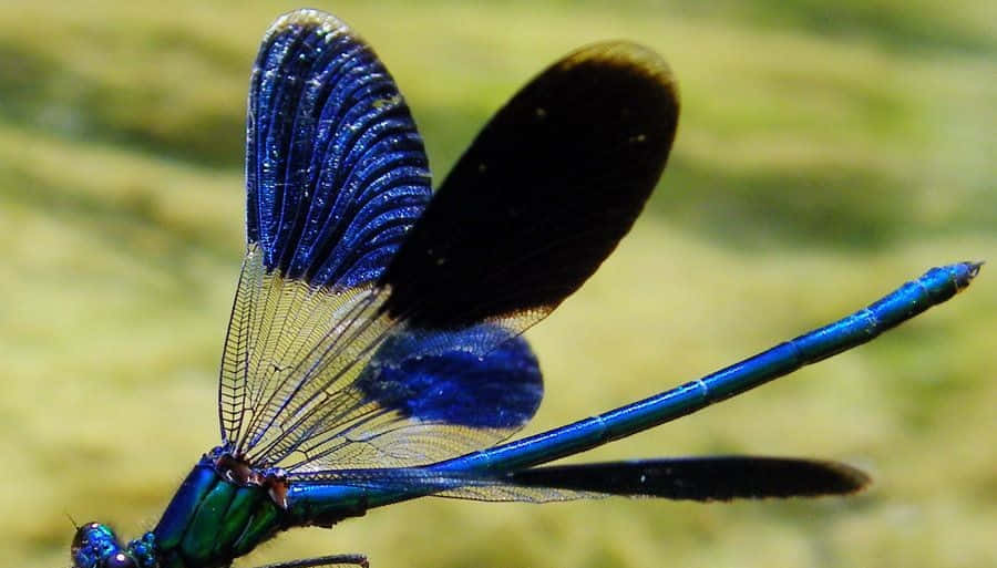 Blue Dragonfly, iridescent wings, pink flower, SD Desktop Wallpaper