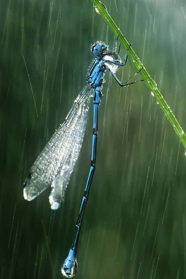 blue dragonfly, bright pink flower, rain-slicked blade of grass, SD Phone Wallpaper