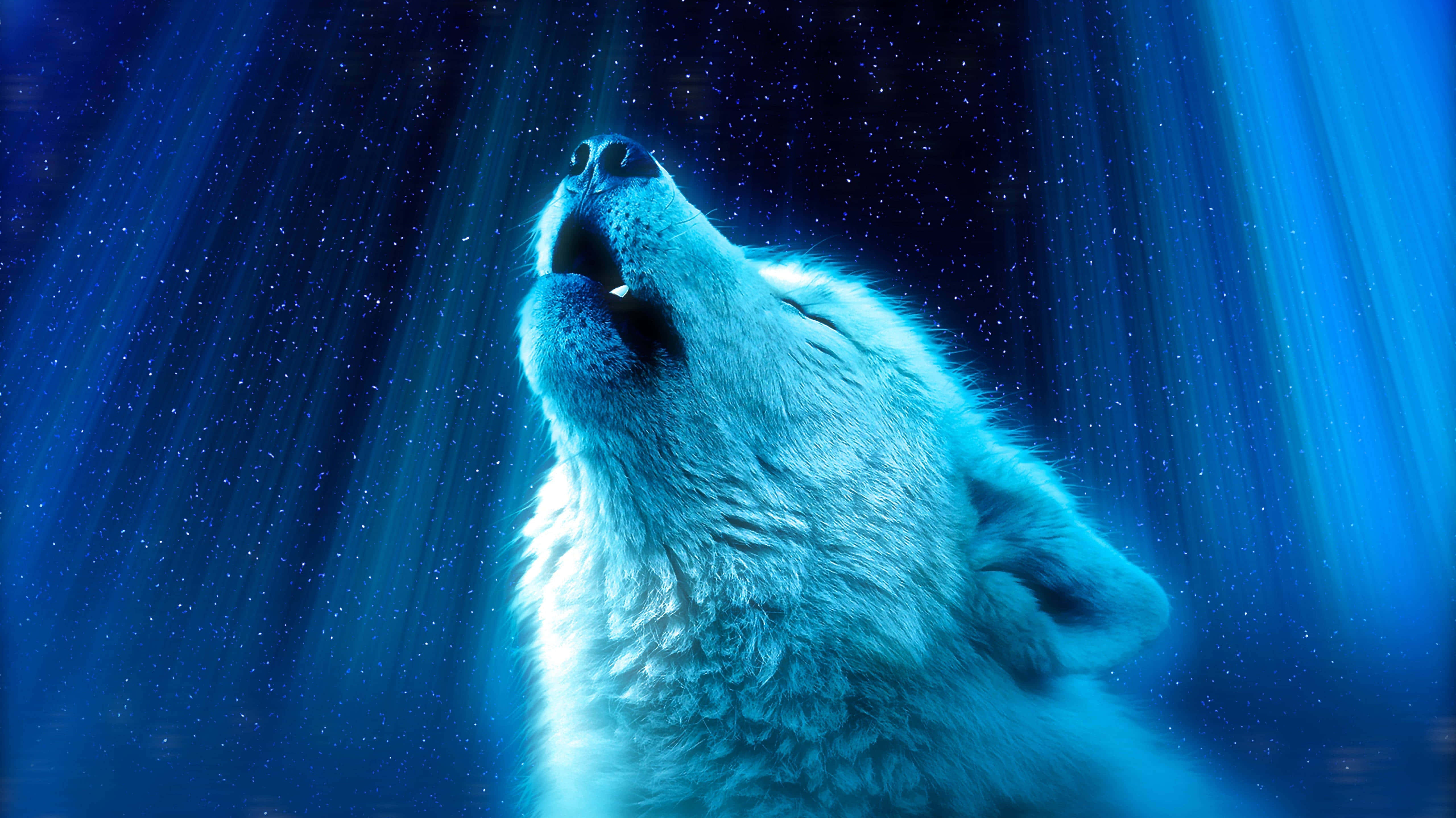 white wolf, starry blue sky, radiant light beams, 5K Desktop Wallpaper