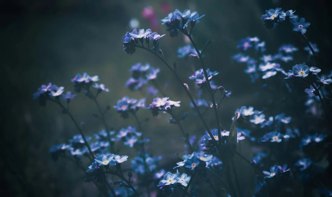 Blue Floral
