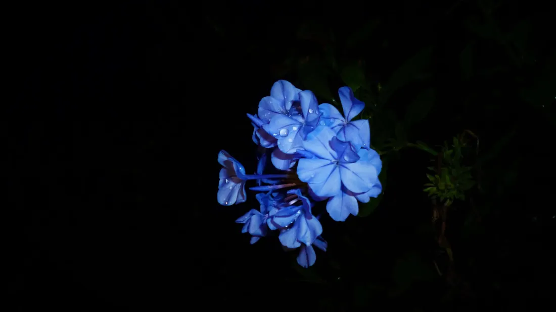 Blue Flower Desktop
