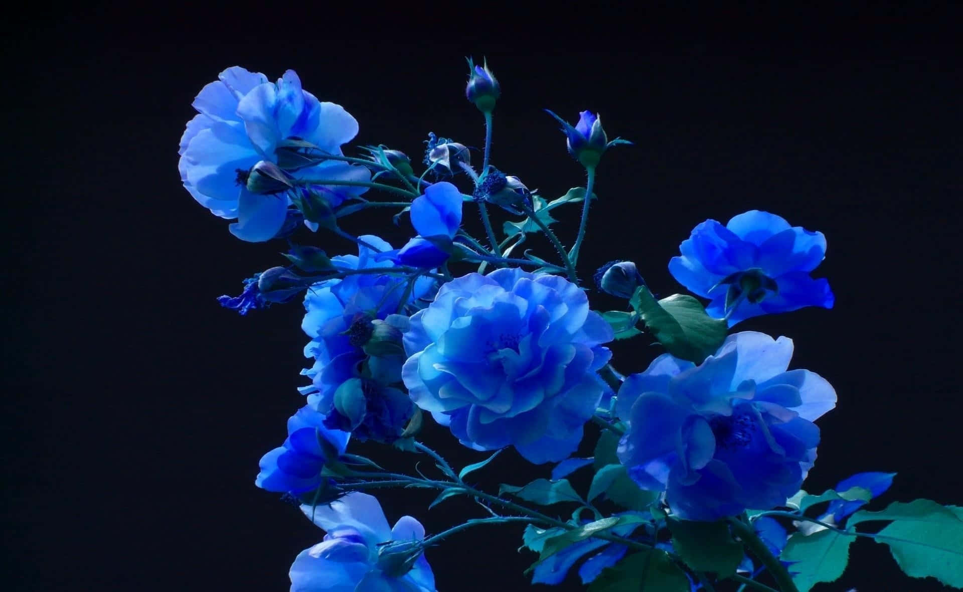 blue flower desktop, vibrant blue roses, deep black background, Full HD Desktop Wallpaper