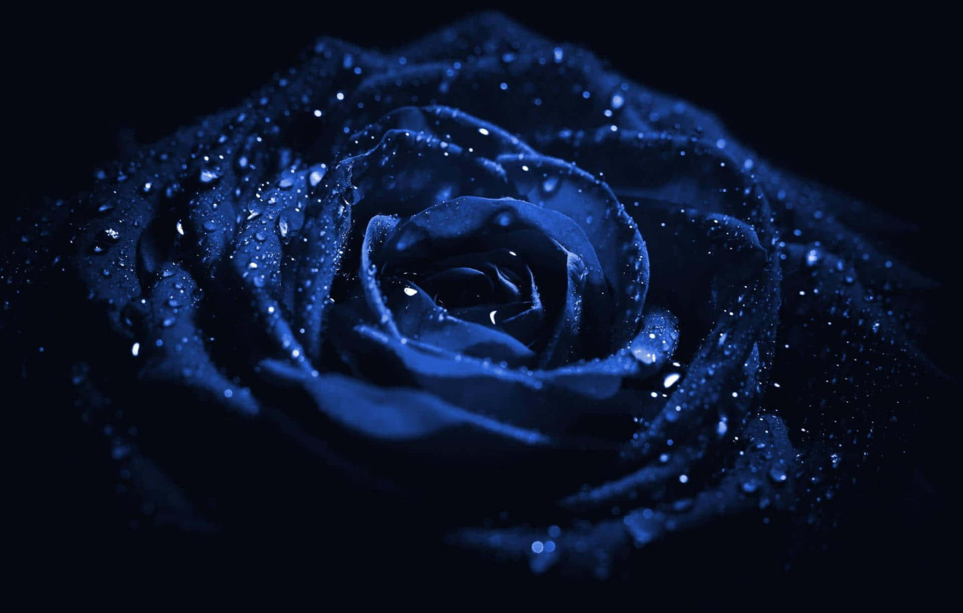 blue flower, deep blue rose, water droplets, Full HD Desktop Wallpaper