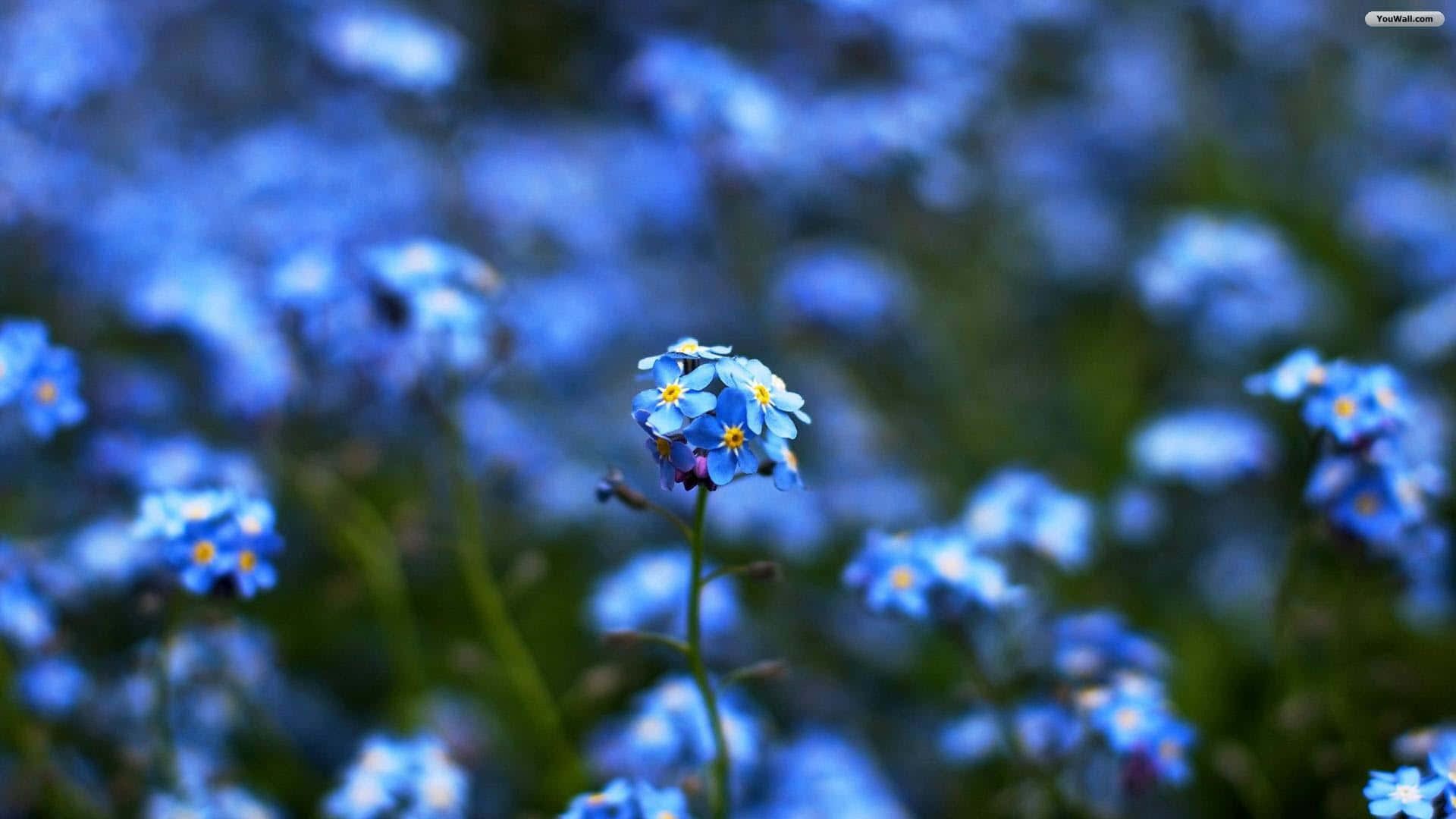 blue forget-me-nots, yellow centers, softly blurred field of similar blooms, Full HD Desktop Wallpaper