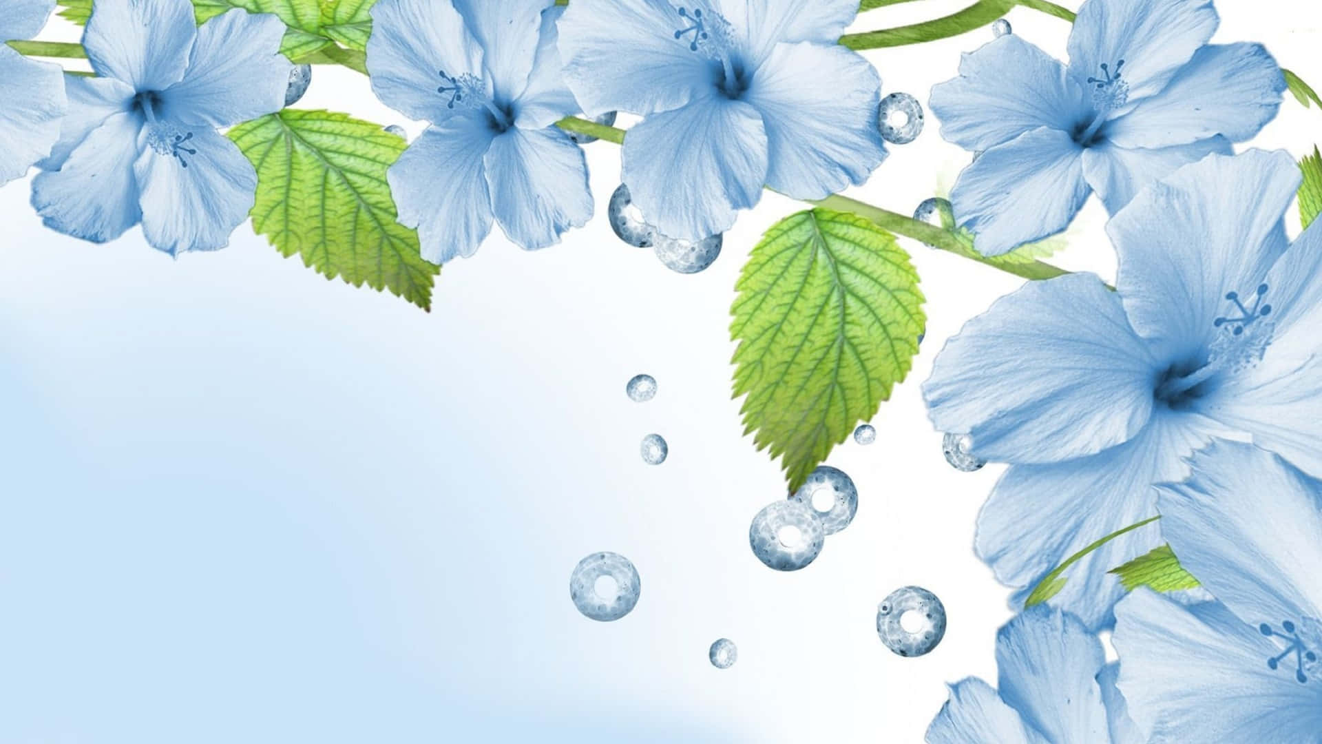 blue hibiscus, green leaves, water droplets, Full HD Desktop Wallpaper