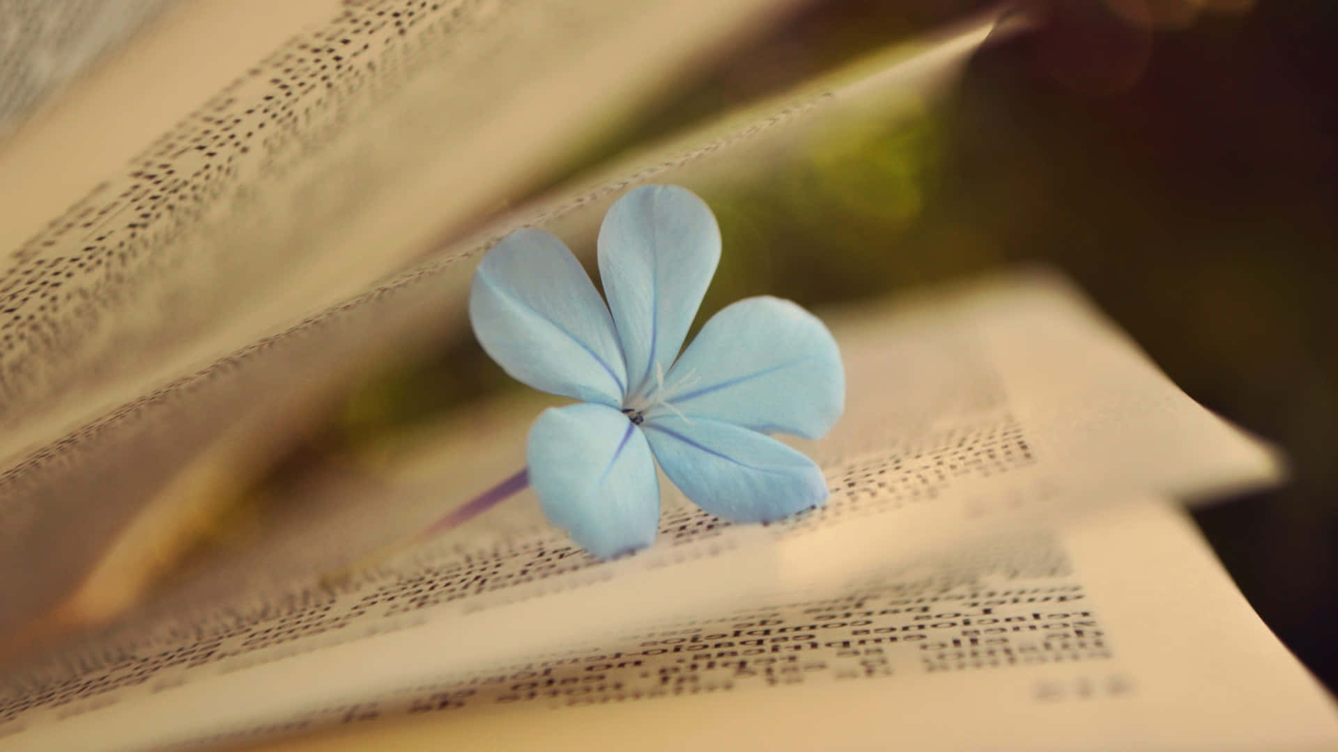 blue flower, white canvas, open book, Full HD Desktop Wallpaper