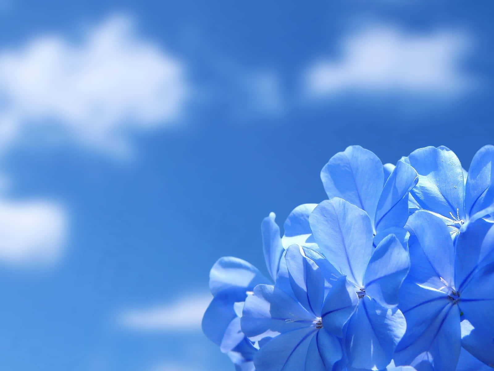 blue plumbago flowers, azure sky, wispy white clouds, HD Desktop Wallpaper