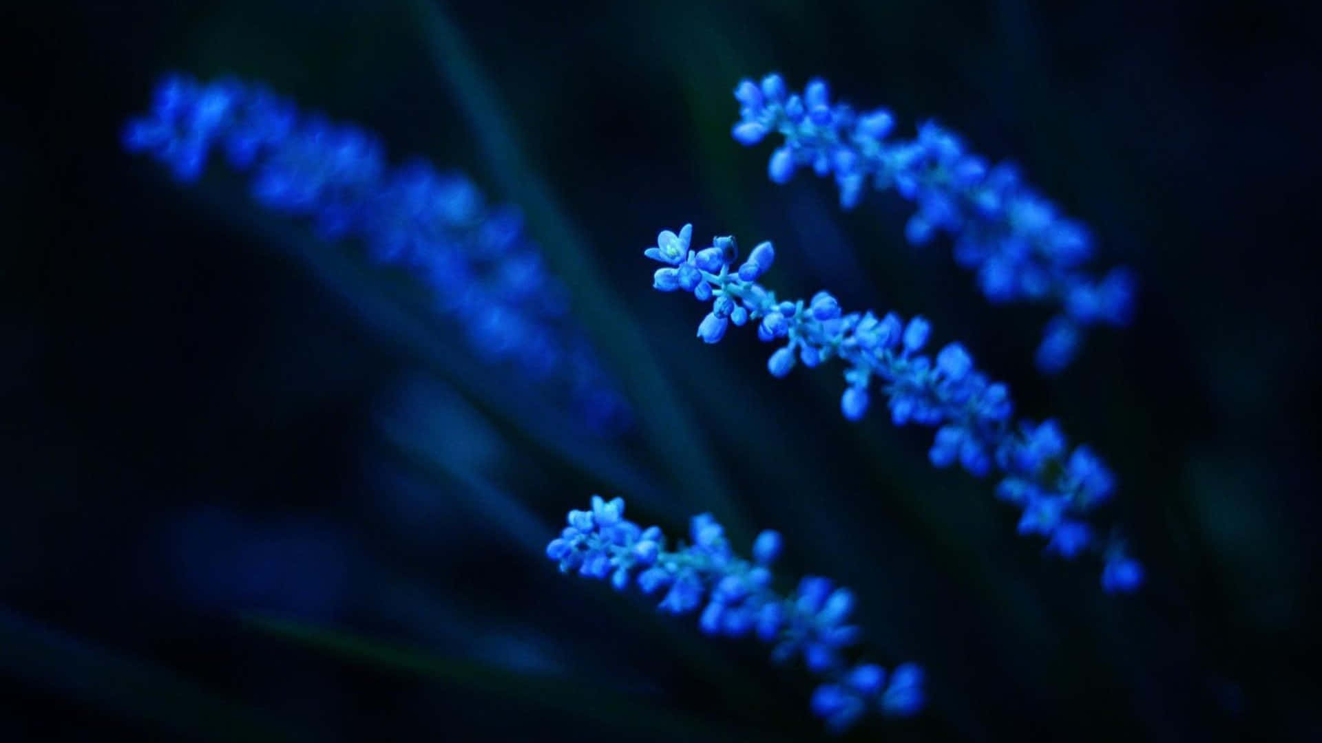 Blue Flower Desktop, blue flower spikes, deep dark background, Full HD Desktop Wallpaper