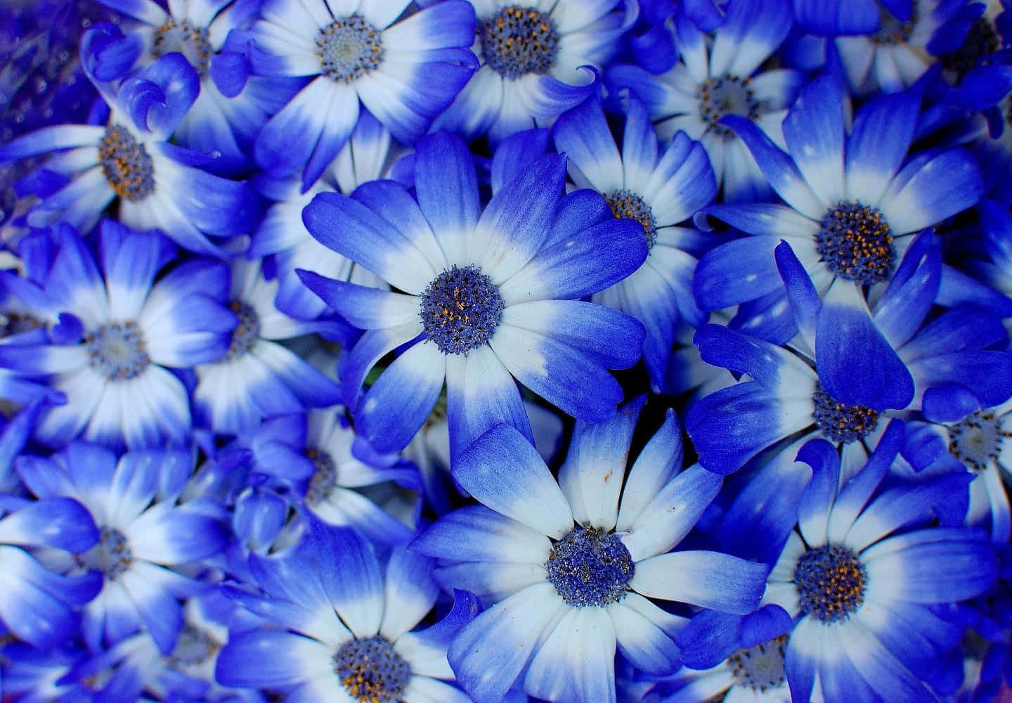 blue flower, gray desktop, vivid blue, HD Desktop Wallpaper