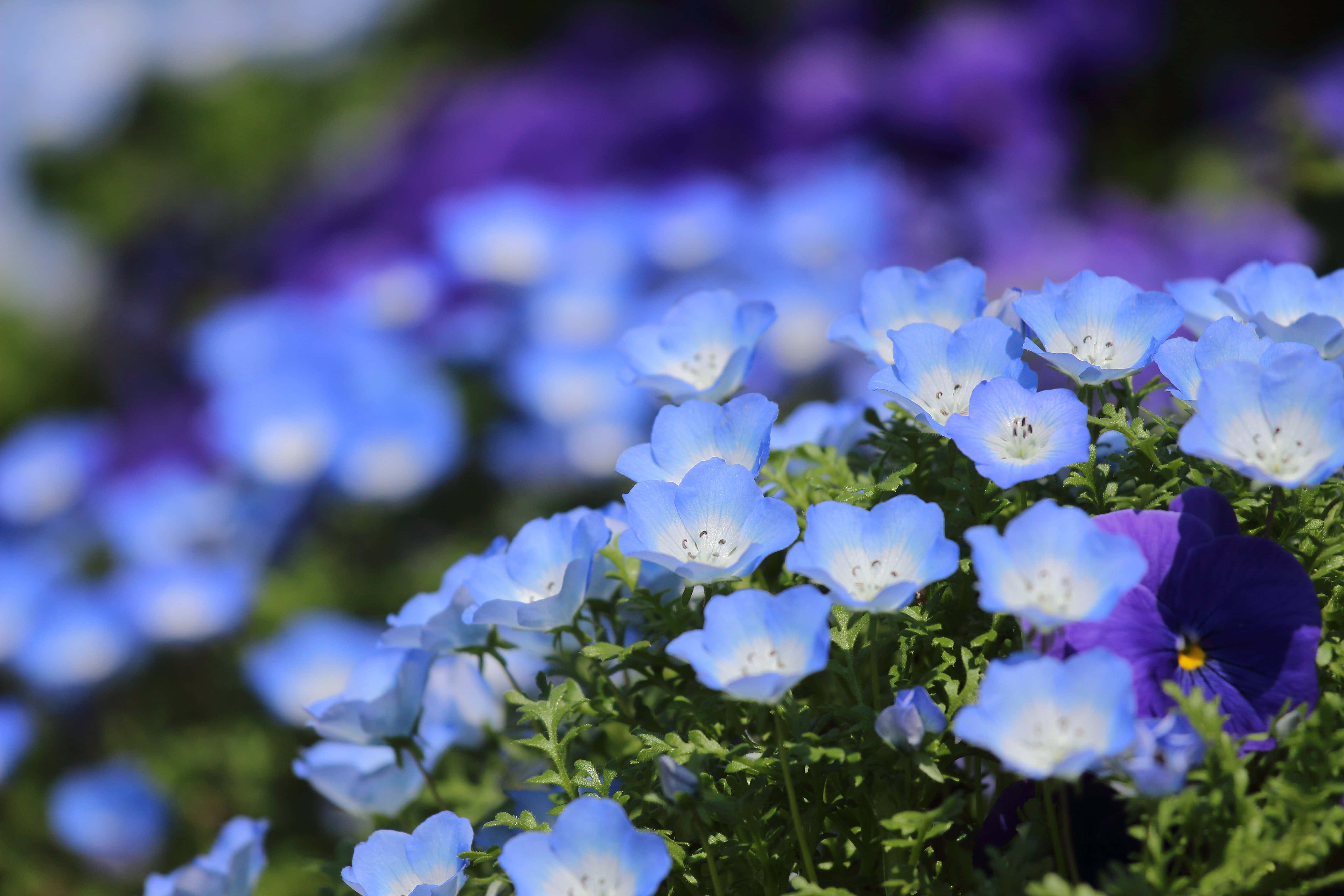 blue flower, desktop background, vibrant blue, 5K Desktop Wallpaper