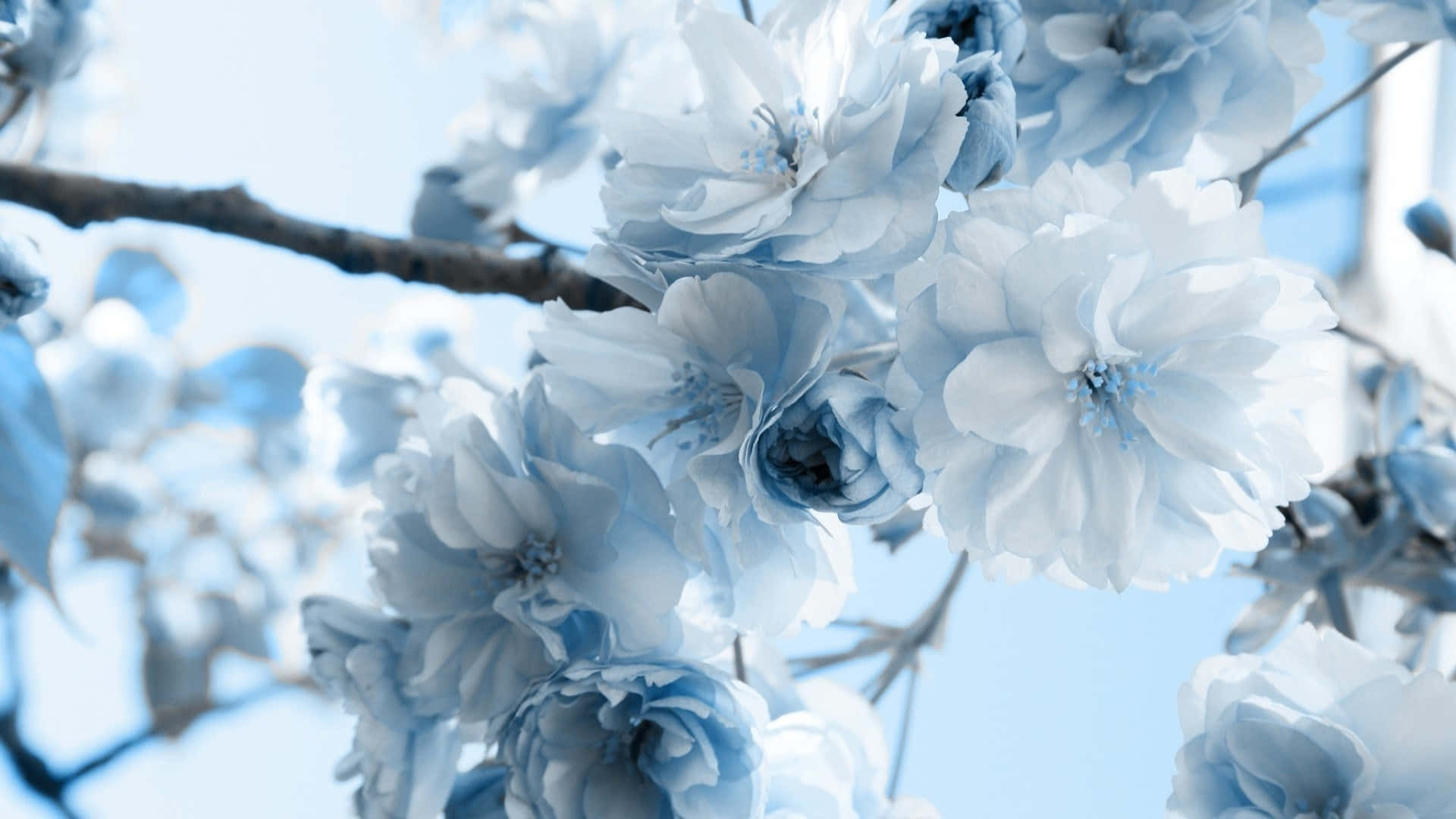 blue flower, cherry blossoms, branch, Full HD Desktop Wallpaper