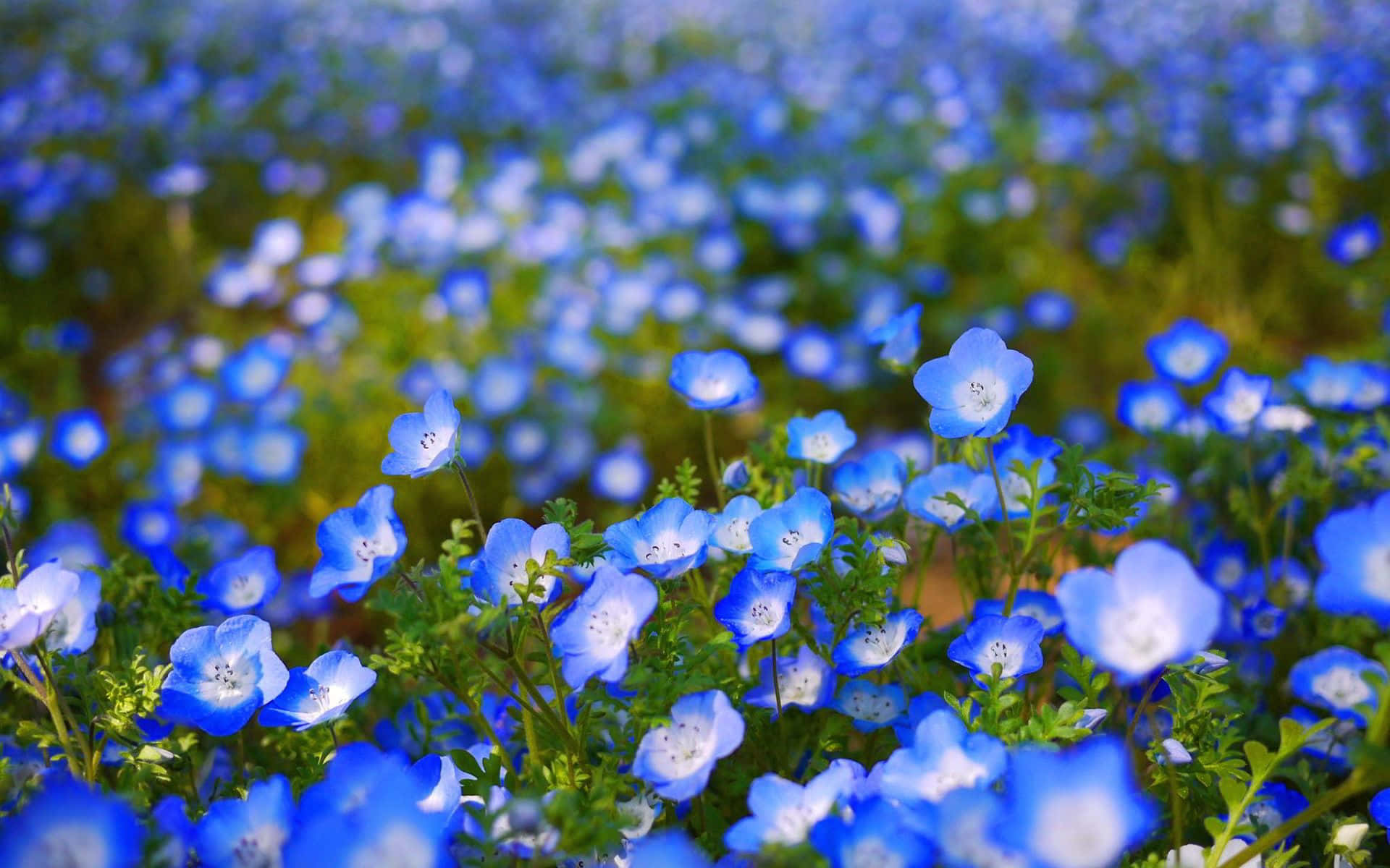 blue flower, vibrant field, delicate blue flowers, Full HD Desktop Wallpaper