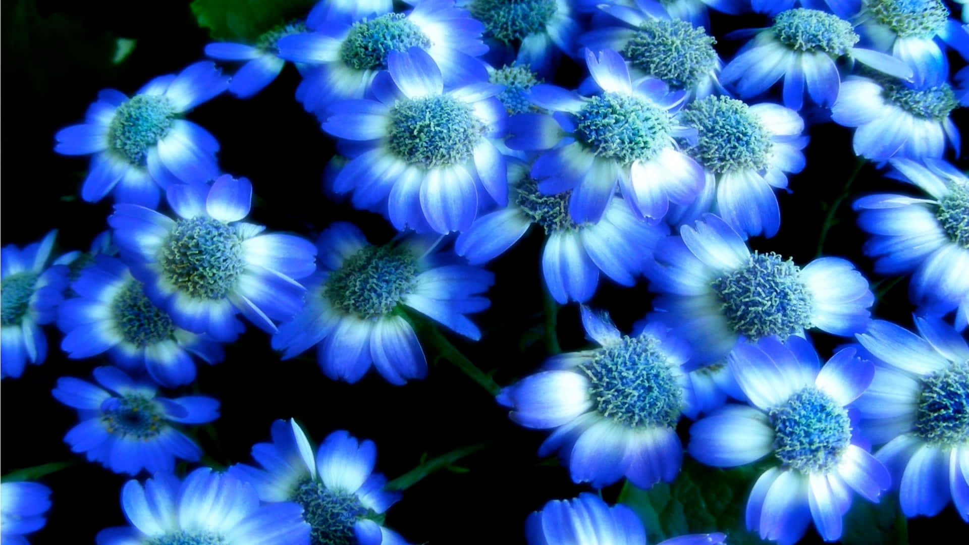 blue and white daisies, stark black background, vibrant blue, Full HD Desktop Wallpaper