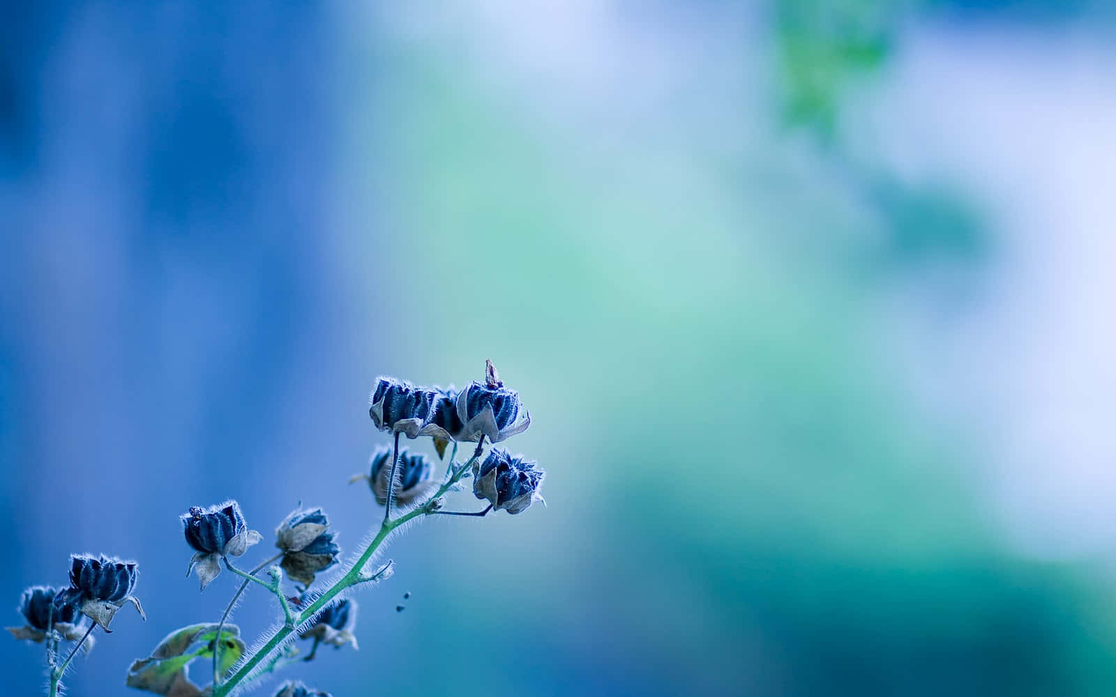 blue flower desktop, dried flower buds, slender stem, HD Desktop Wallpaper