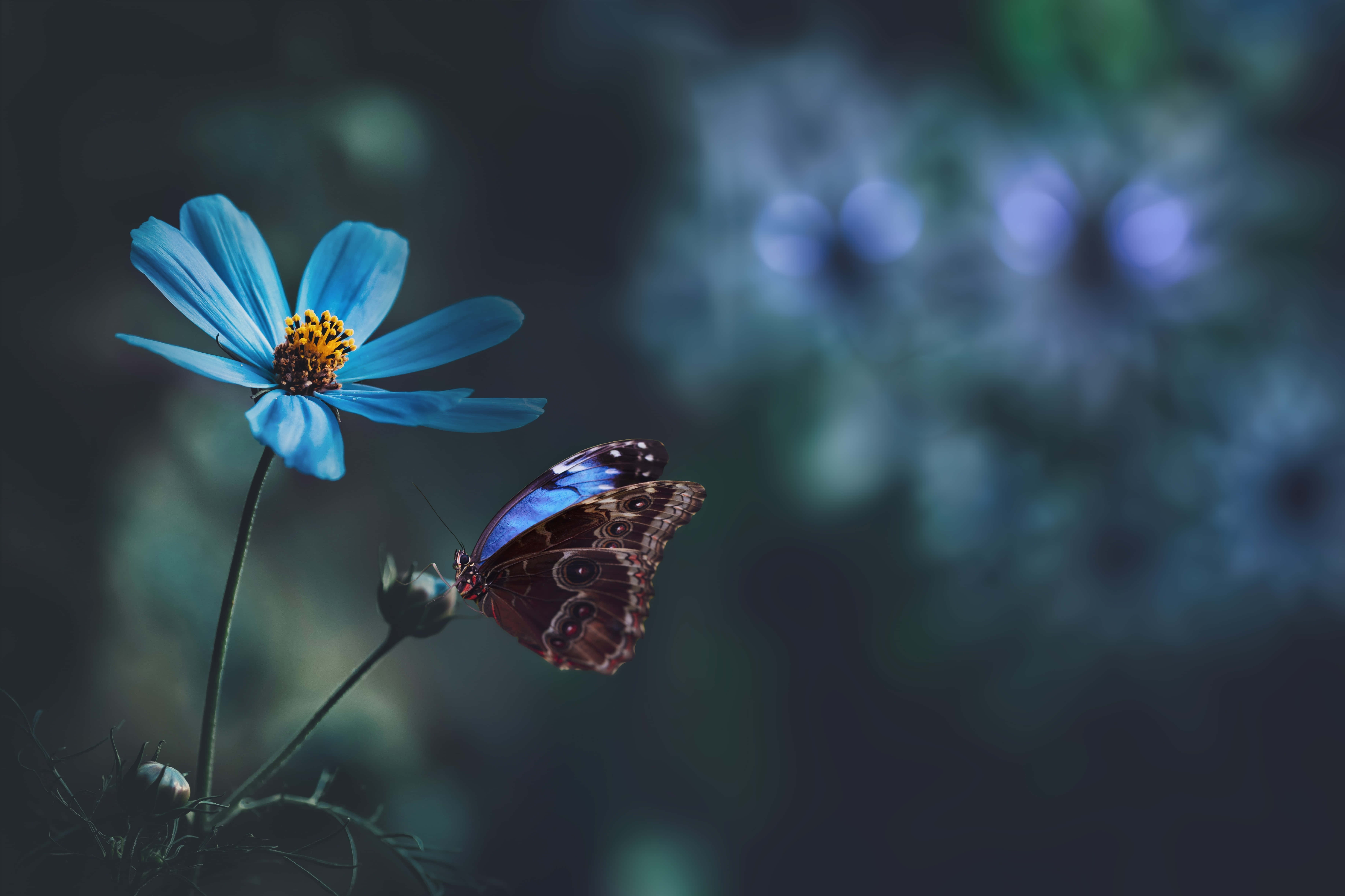 blue cosmos flower, brown and blue butterfly, blurred green and blue background, 5K Desktop Wallpaper