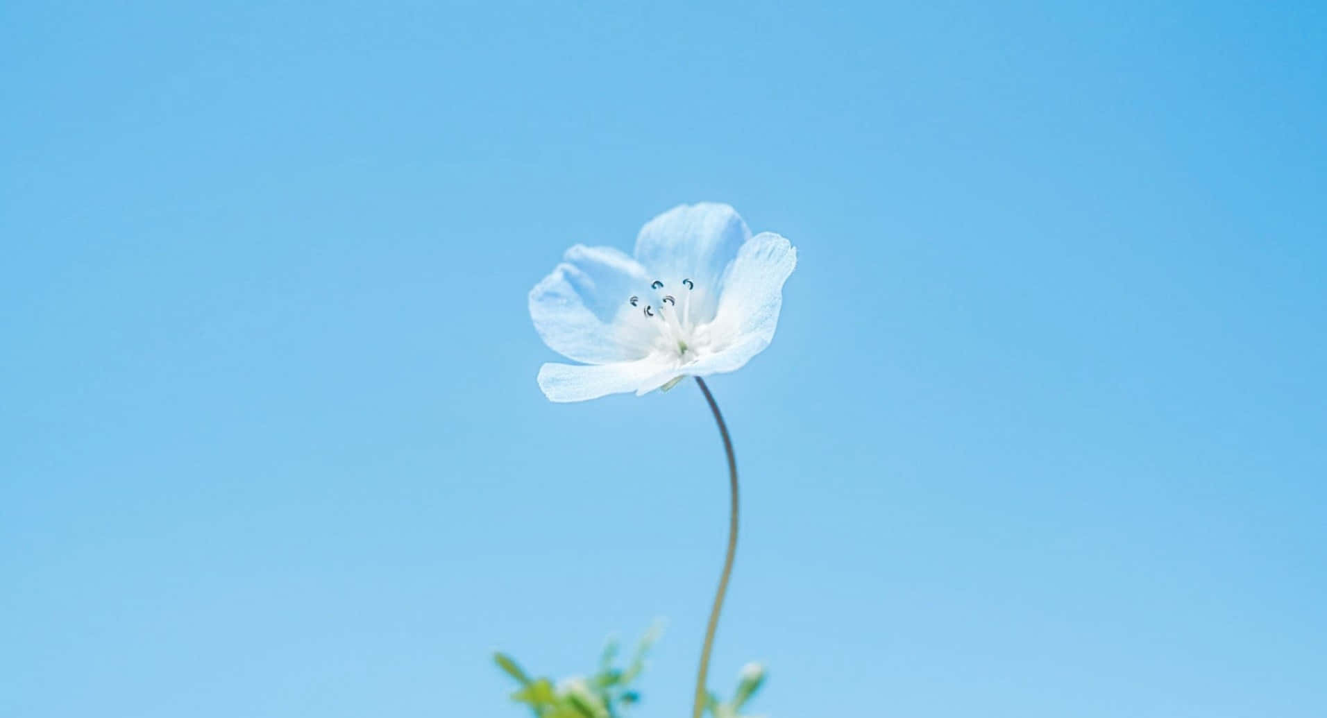 blue flower, desktop, white flower, HD Desktop Wallpaper