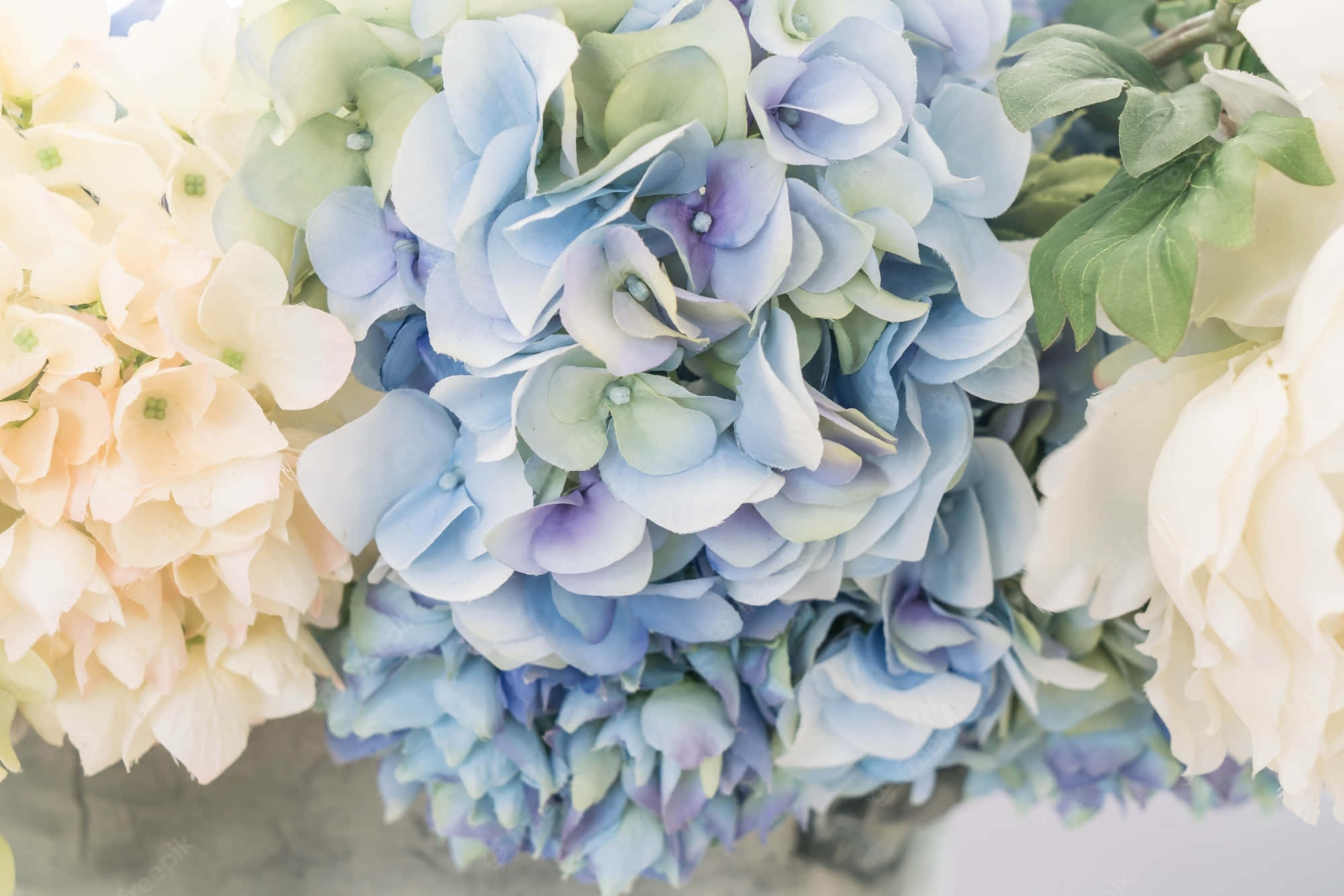 blue flower, hydrangeas, pastel blue cream, Full HD Desktop Wallpaper