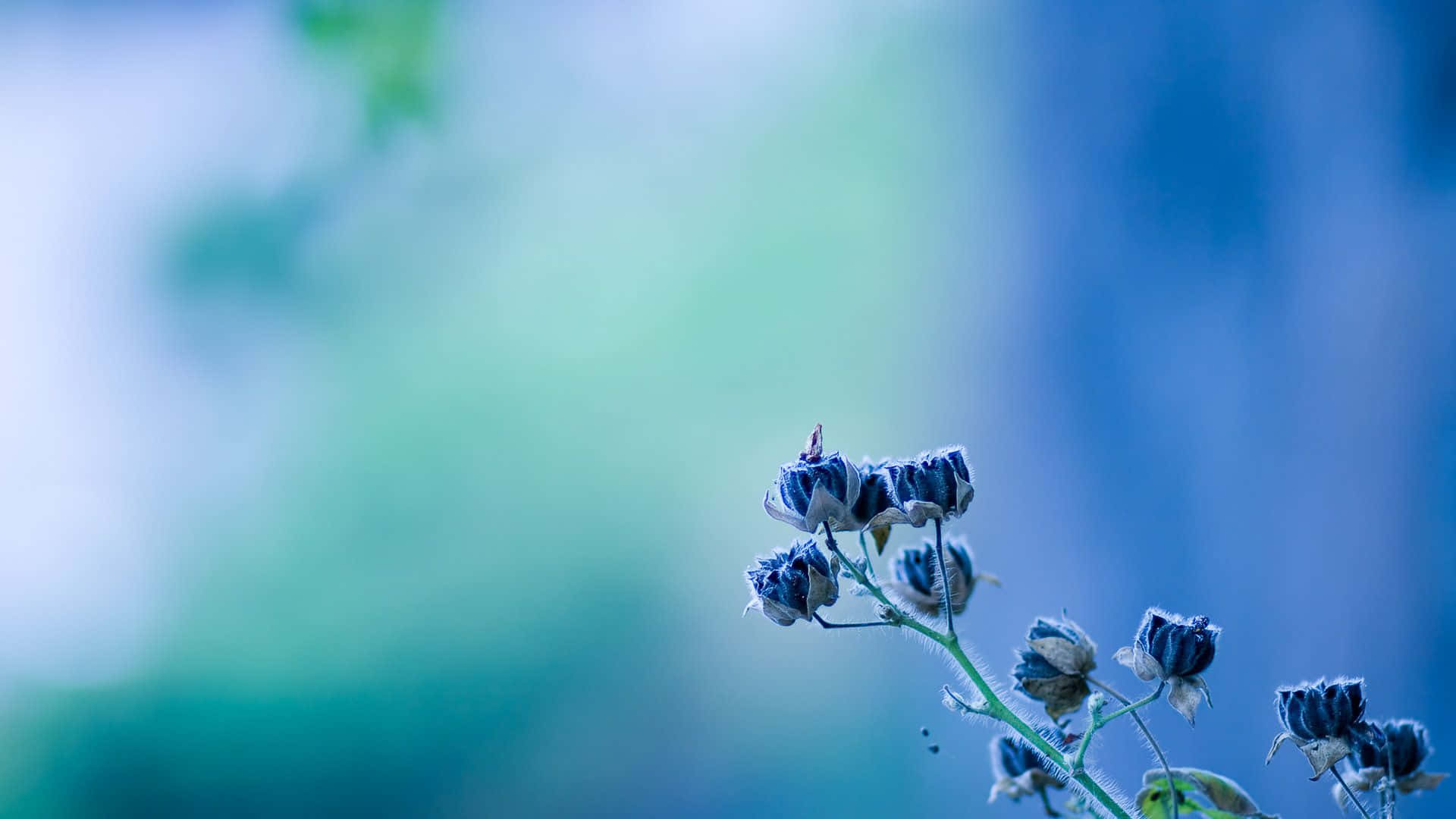 blue flower desktop, dried flower buds, slender stem, Full HD Desktop Wallpaper