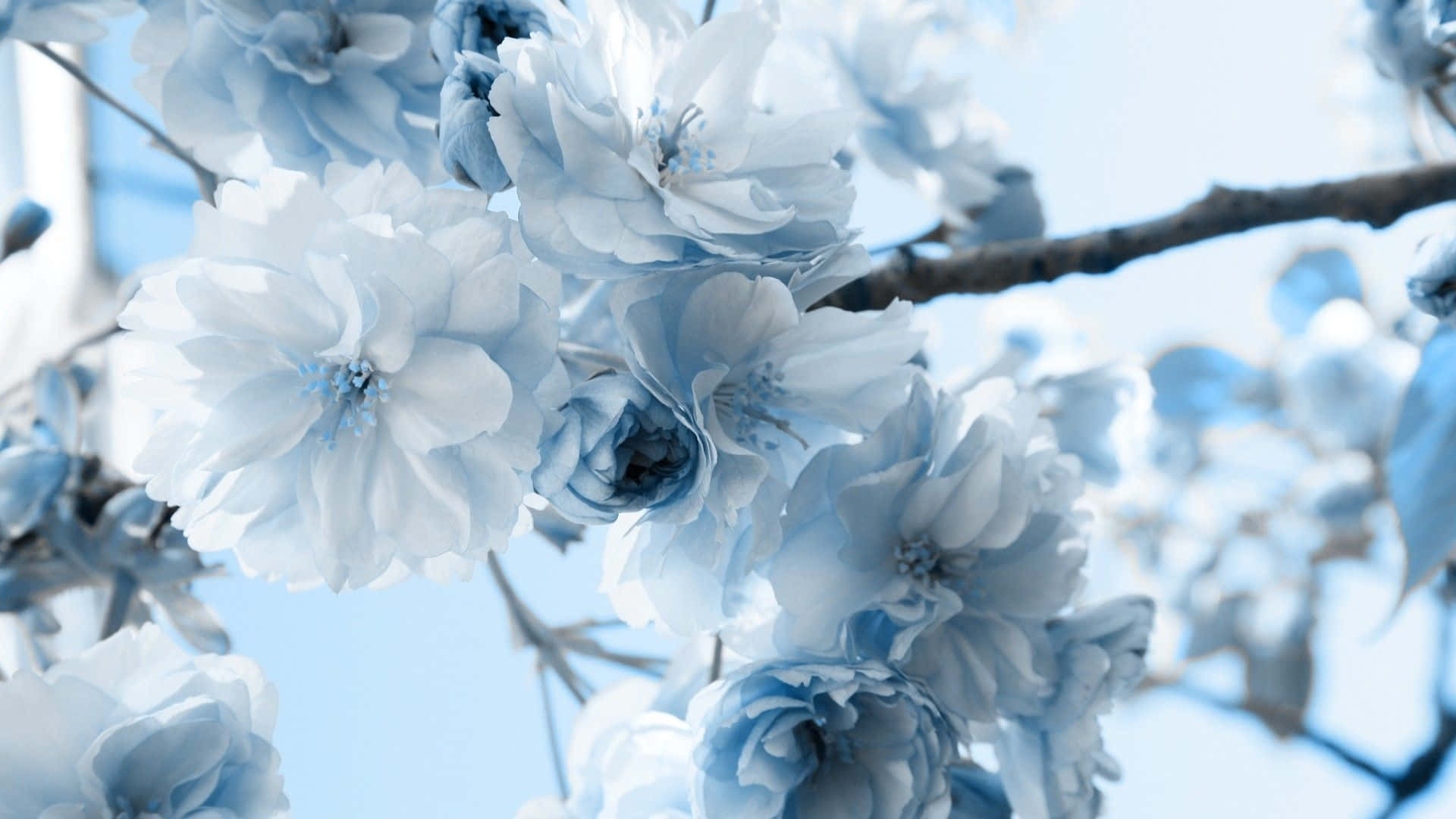 blue flower, blue cherry blossoms, bright green background, Full HD Desktop Wallpaper